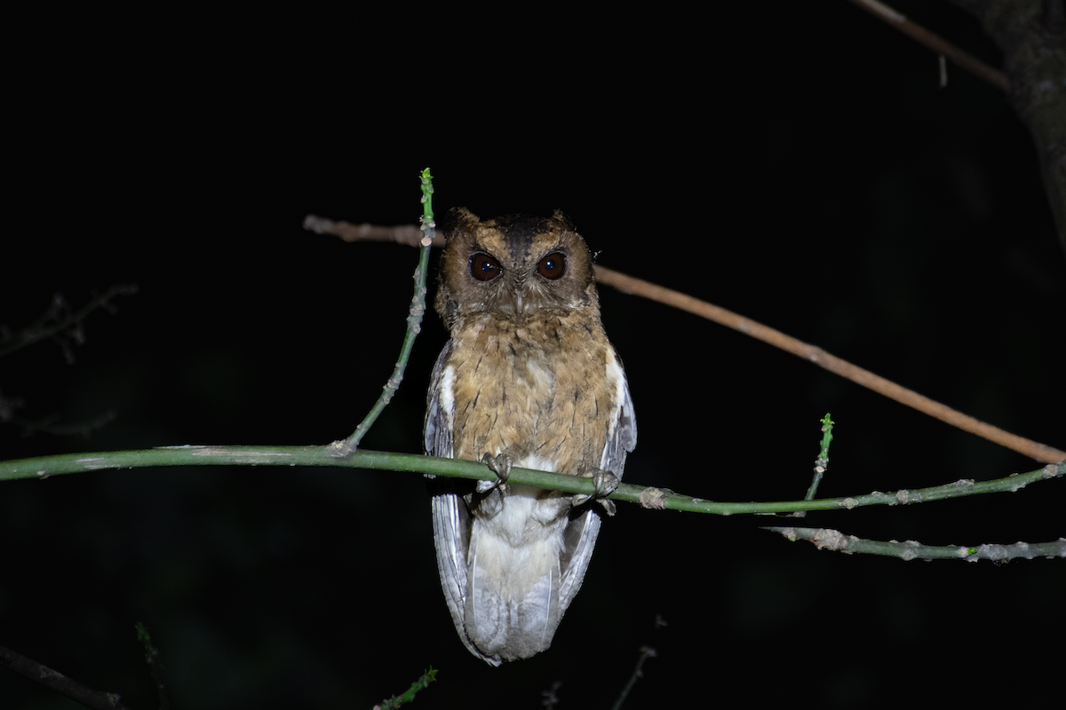 Indian Scops-Owl - H Nambiar