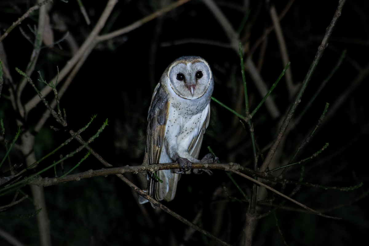 Barn Owl - ML544672921