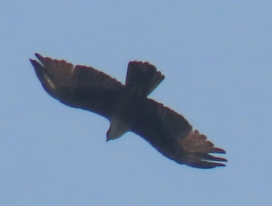 Rufous-bellied Eagle - ML544673791