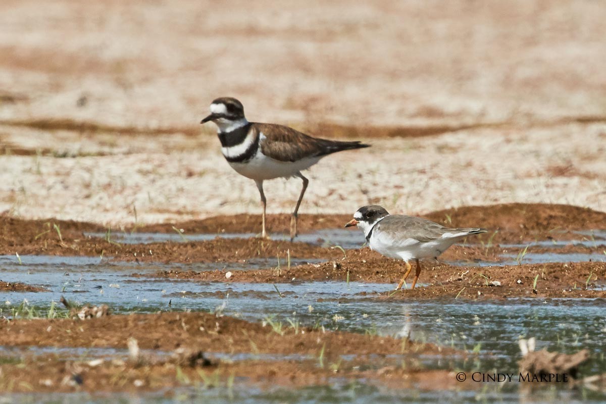 Semipalmated Plover - ML54467561