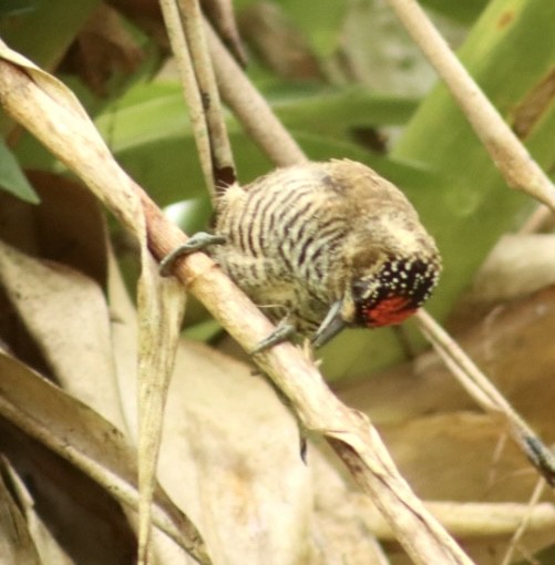 White-barred Piculet - Janaina Souza