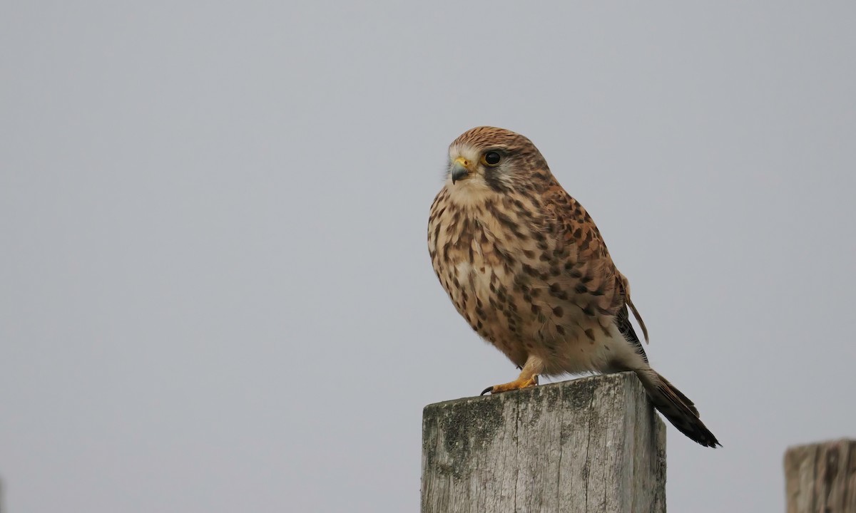 Eurasian Kestrel - ML544676491