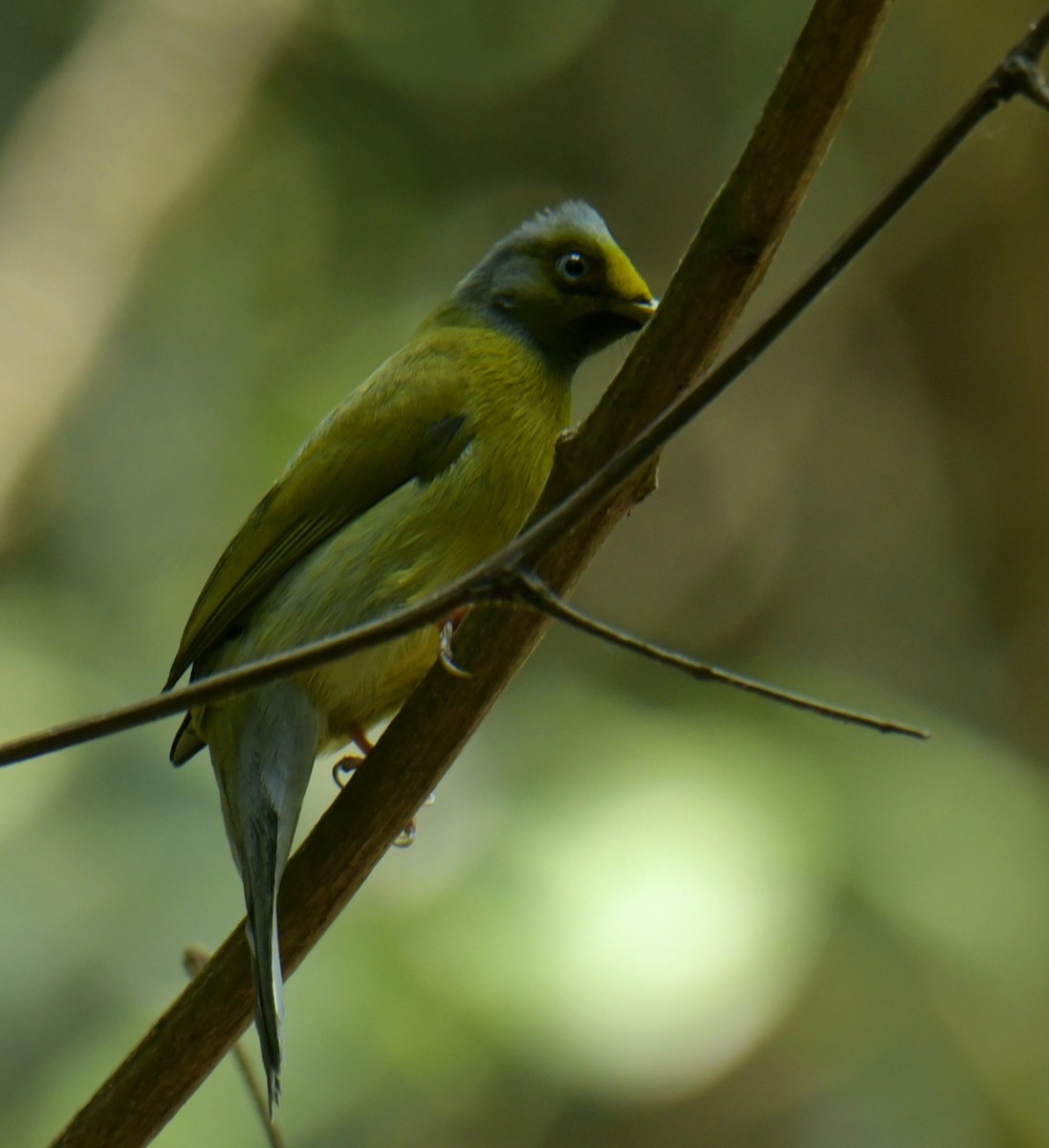 Gray-headed Bulbul - ML544677461