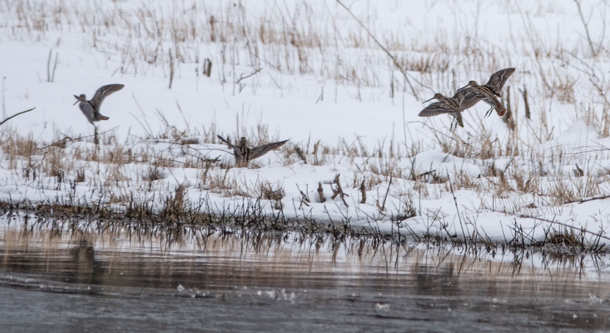 Wilson's Snipe - Gale VerHague