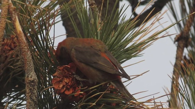 Red Crossbill (Ponderosa Pine or type 2) - ML544677641