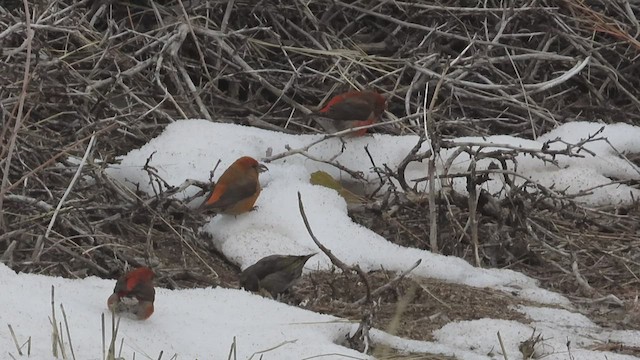 Red Crossbill (Ponderosa Pine or type 2) - ML544678121