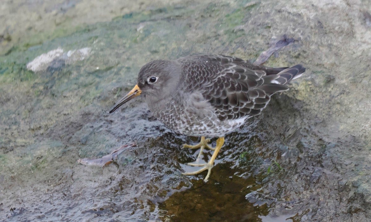 Purple Sandpiper - ML544678231