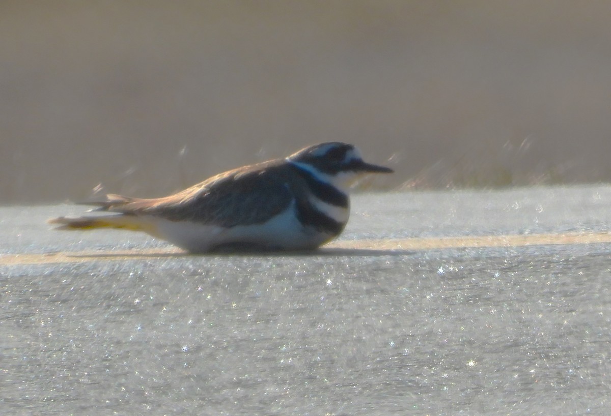 Killdeer - ML544678591