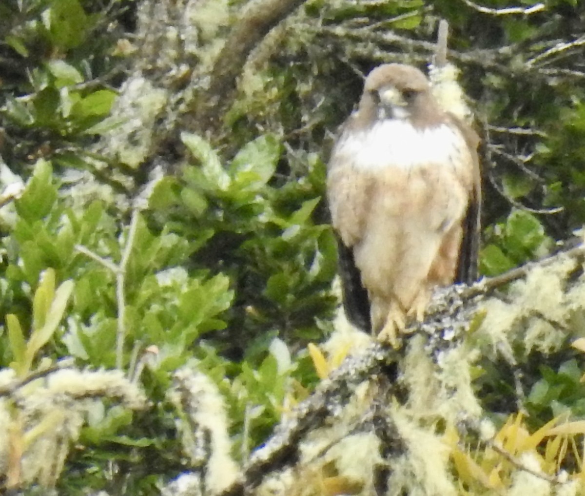 Red-tailed Hawk - ML544678831