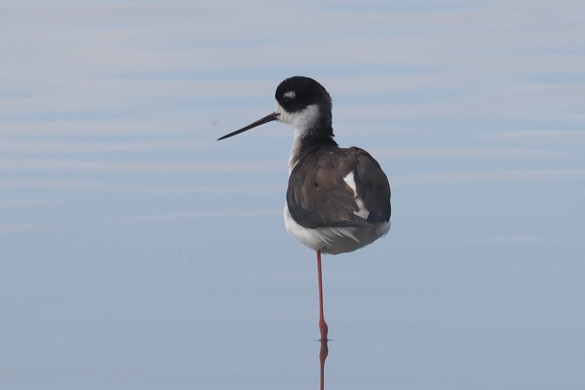 Black-necked Stilt - ML544679761