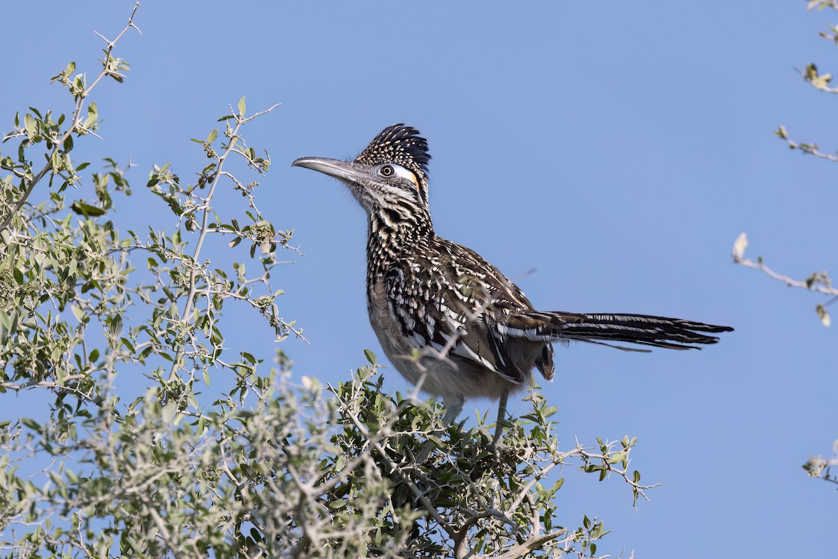 Greater Roadrunner - Peggy Rudman