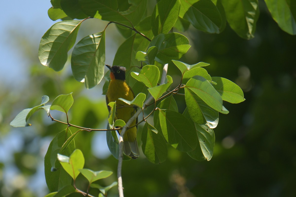 Flame-throated Bulbul - ML544680631