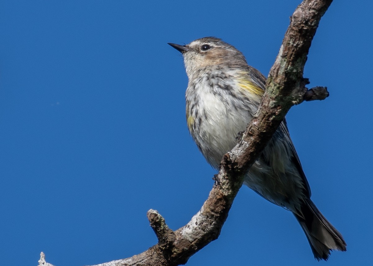 Yellow-rumped Warbler (Myrtle) - William Rios-Maldonado