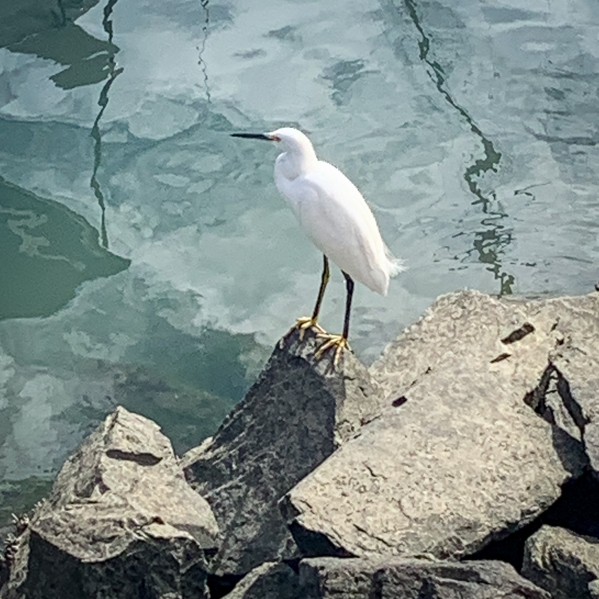 Snowy Egret - ML544682211