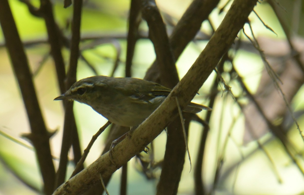 Large-billed Leaf Warbler - ML544682231