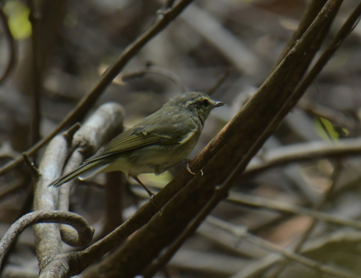 Large-billed Leaf Warbler - ML544682241