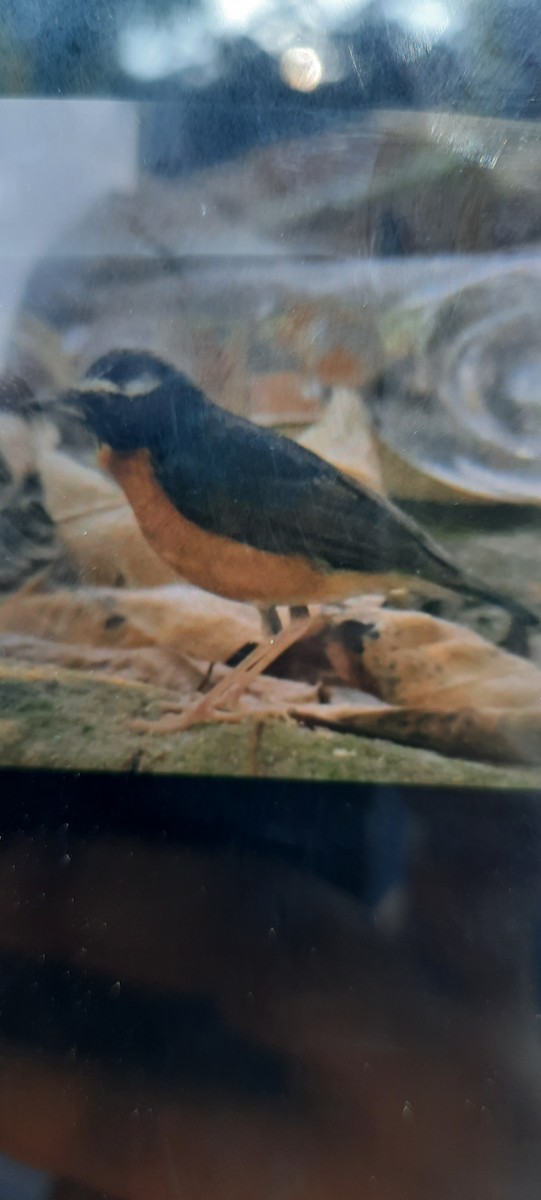 Indian Blue Robin - ML544682541