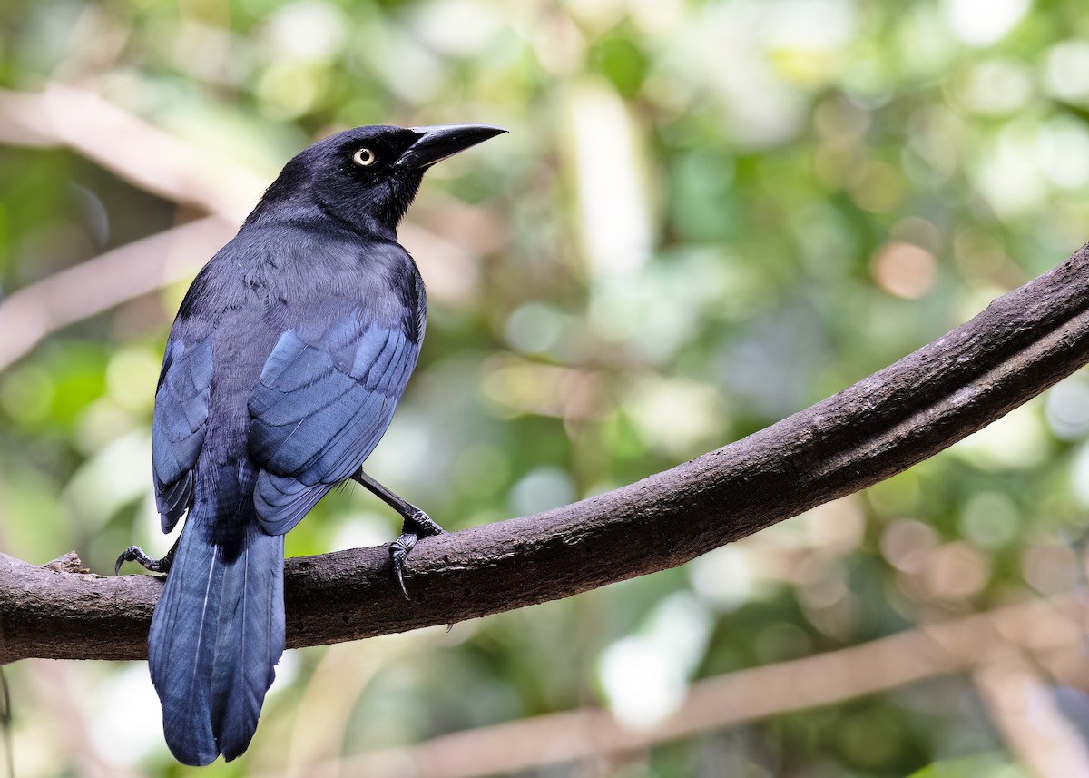 Carib Grackle - ML544682611