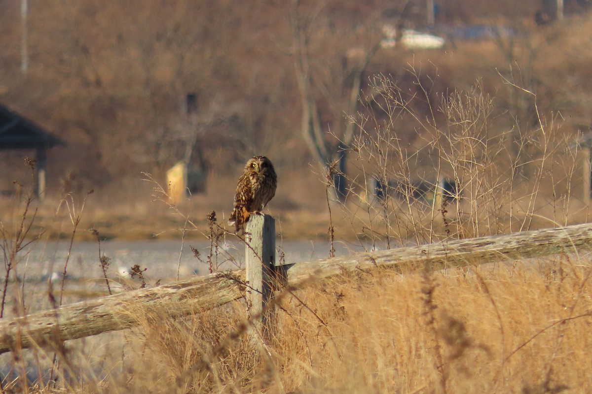 Short-eared Owl - ML544682661