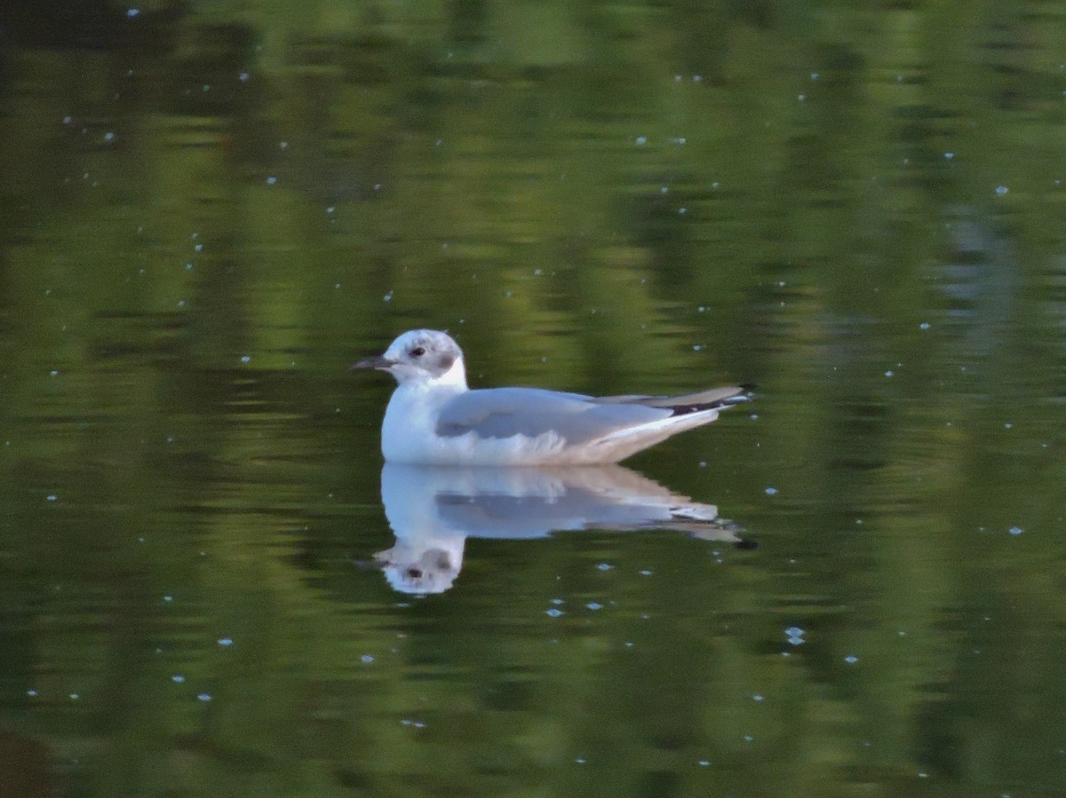 Bonaparte's Gull - Thomas Williams