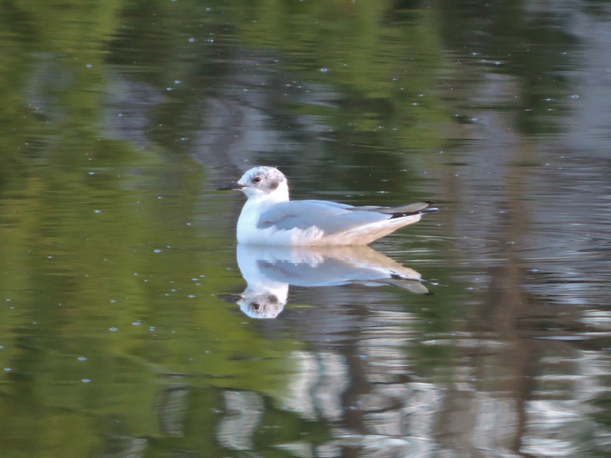 Bonaparte's Gull - ML54468391