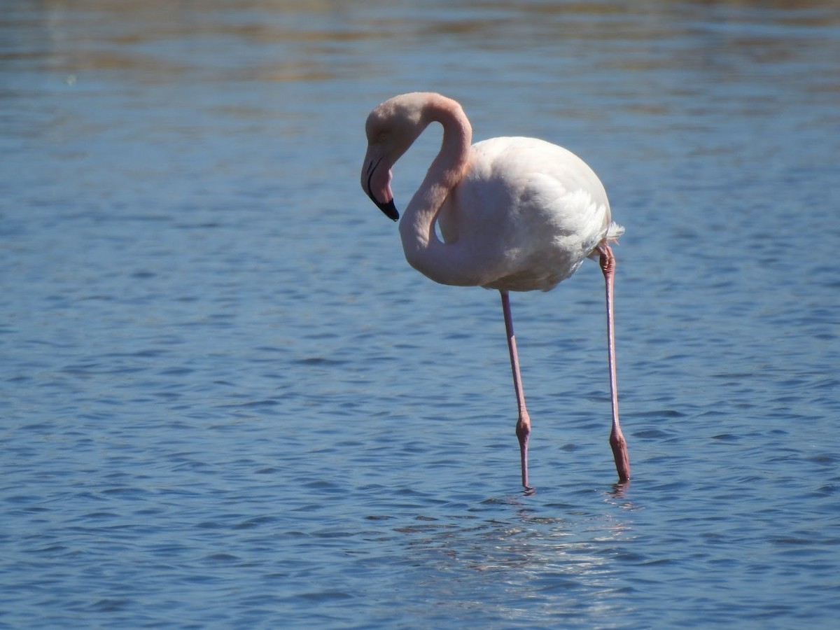 Greater Flamingo - ML544684561