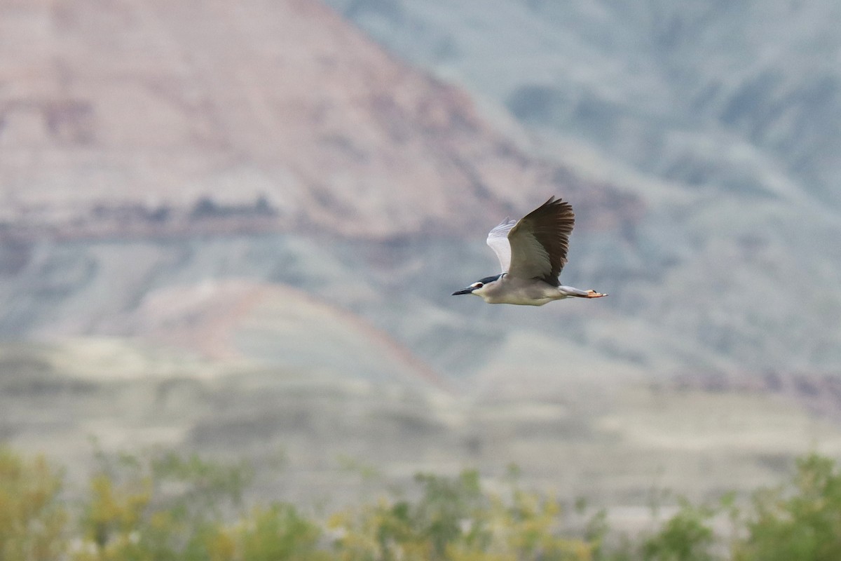 Black-crowned Night Heron - ML544684611