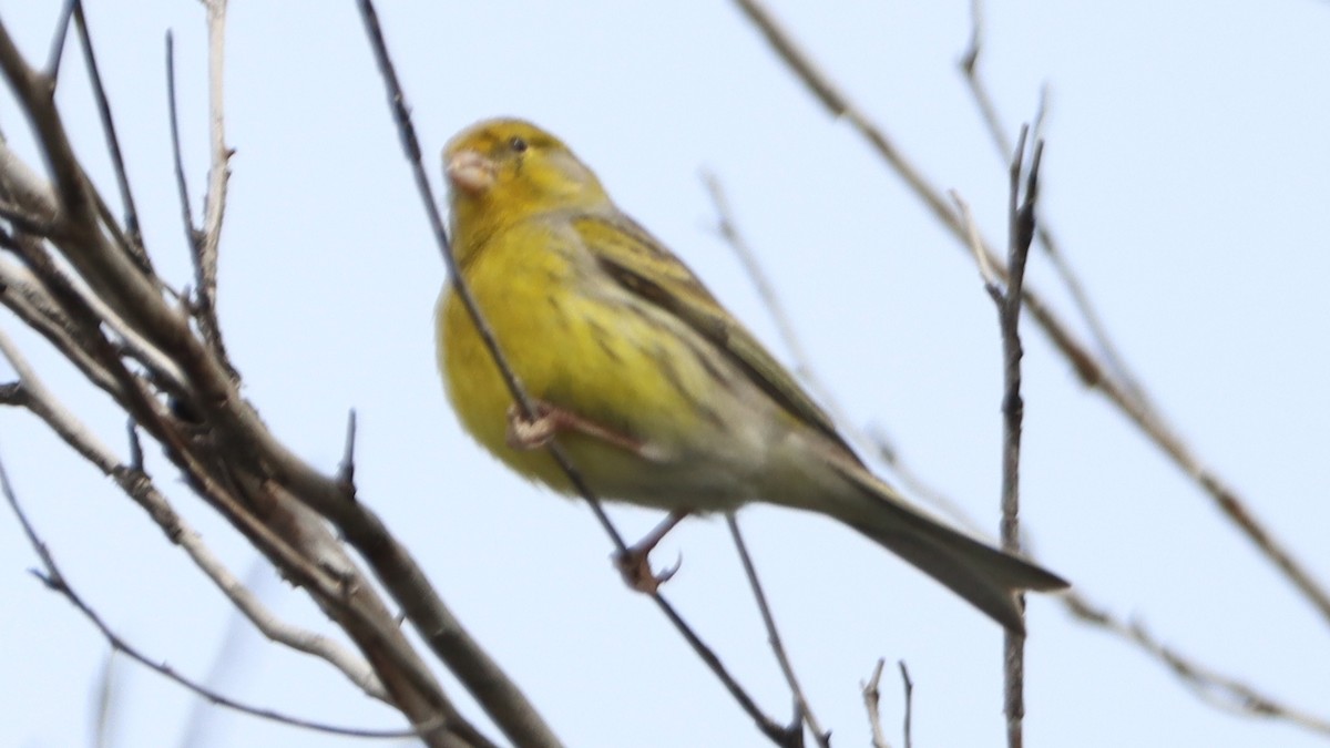 Island Canary - ML544685661