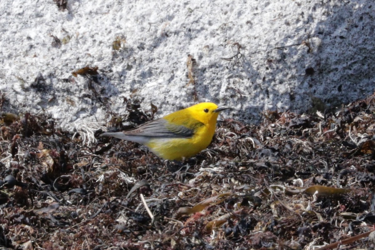 Prothonotary Warbler - ML54468581