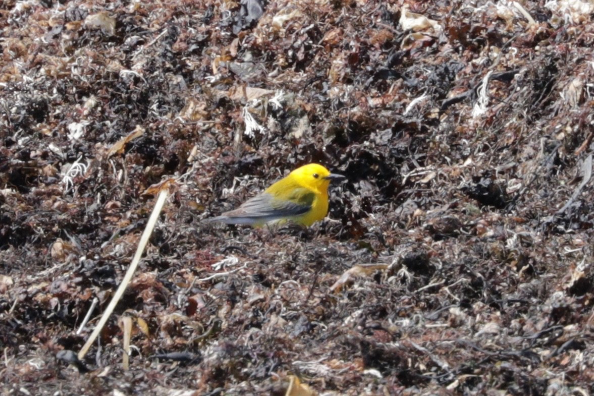 Prothonotary Warbler - ML54468591