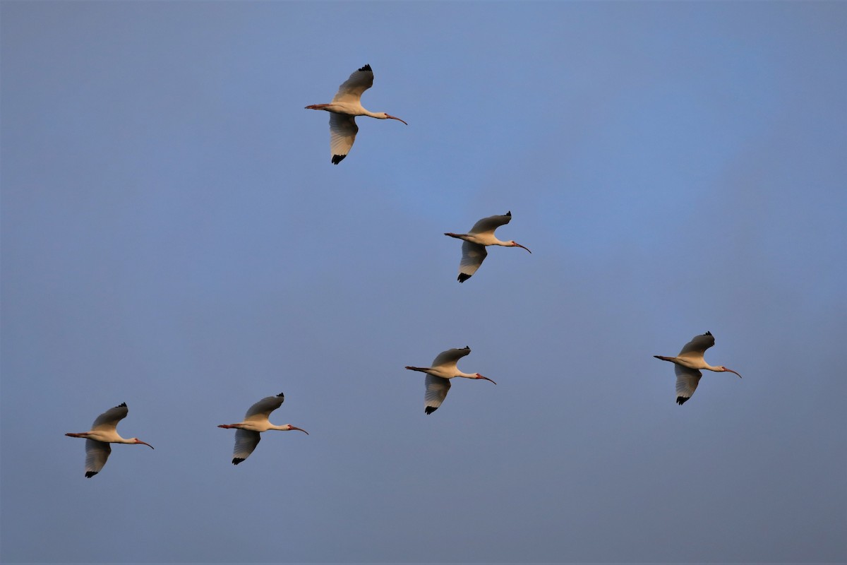 White Ibis - ML544685931