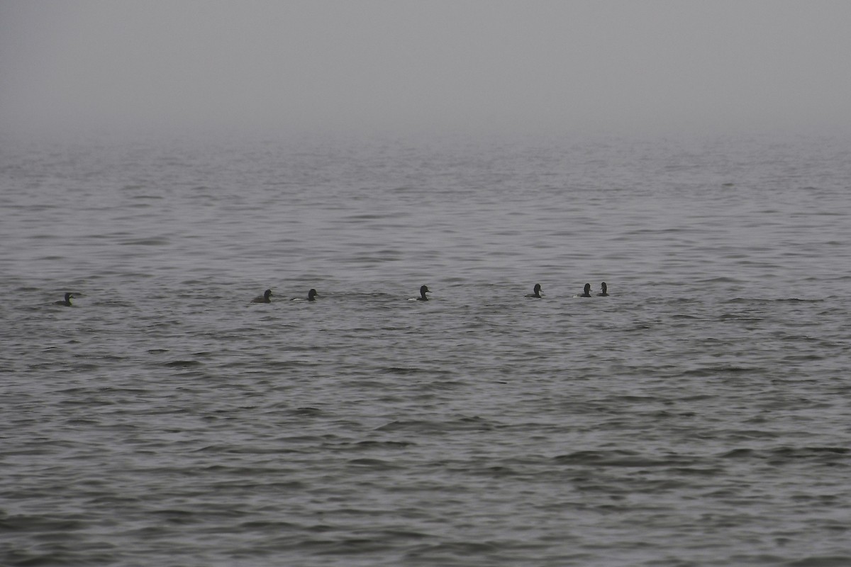 Greater Scaup - ML544686661