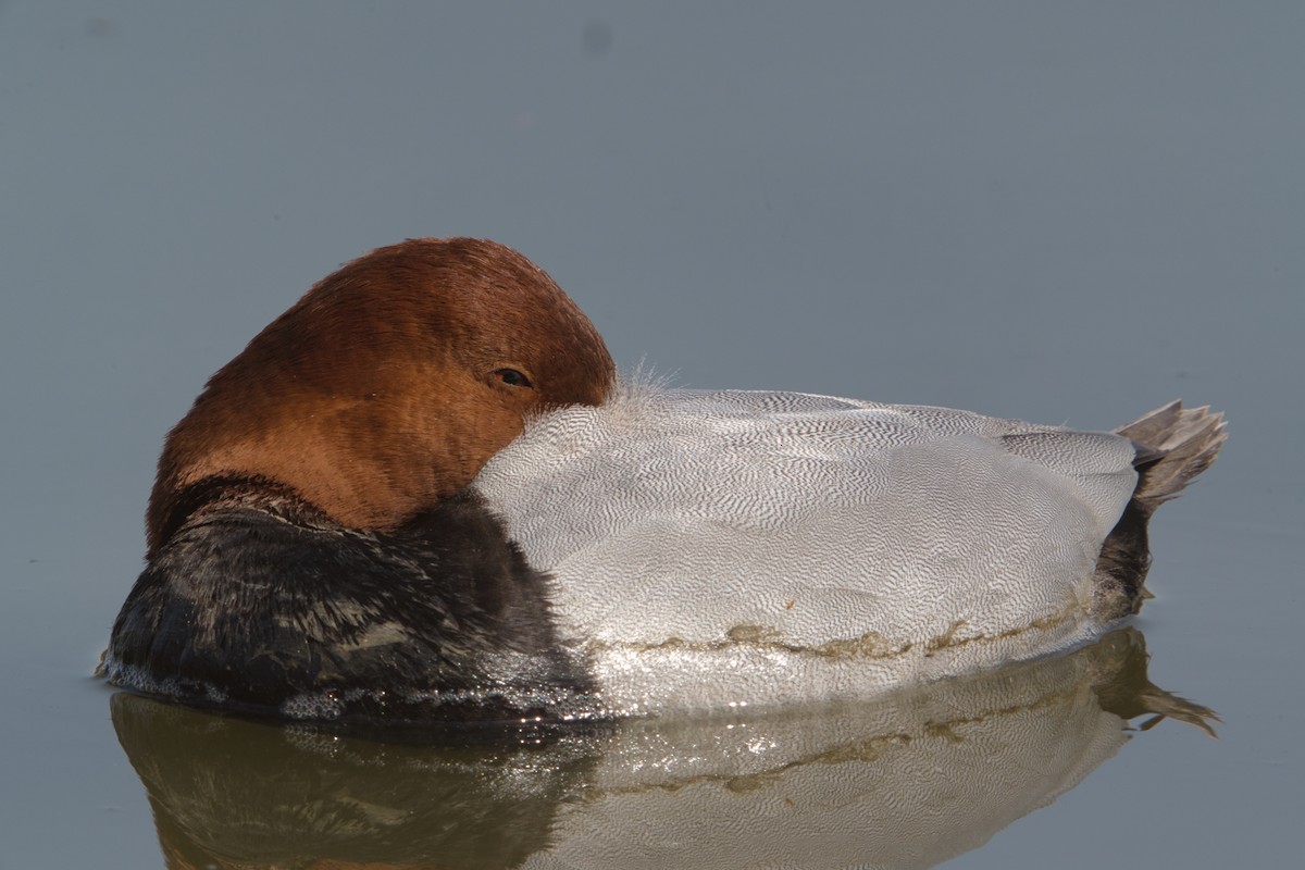 Common Pochard - ML544687511