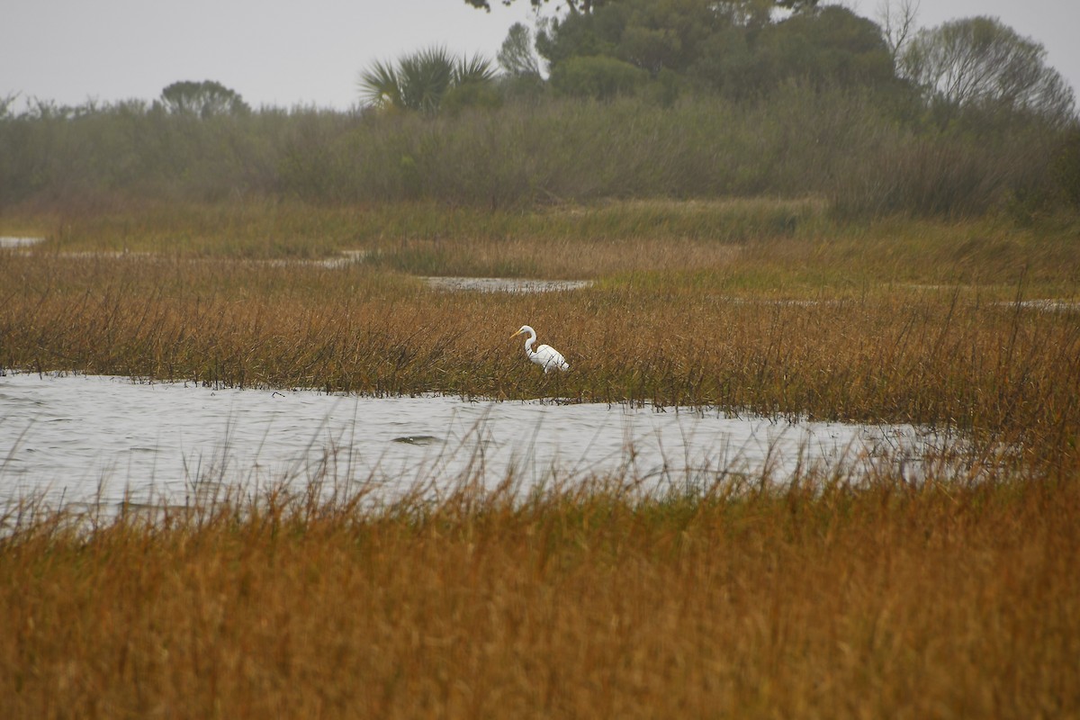 Great Egret - ML544687961