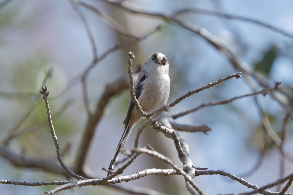 Long-tailed Tit - ML544688081