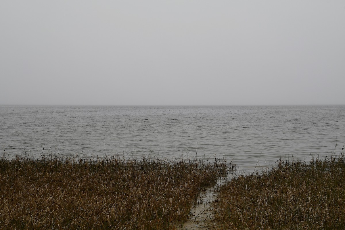 Greater Scaup - ML544688291