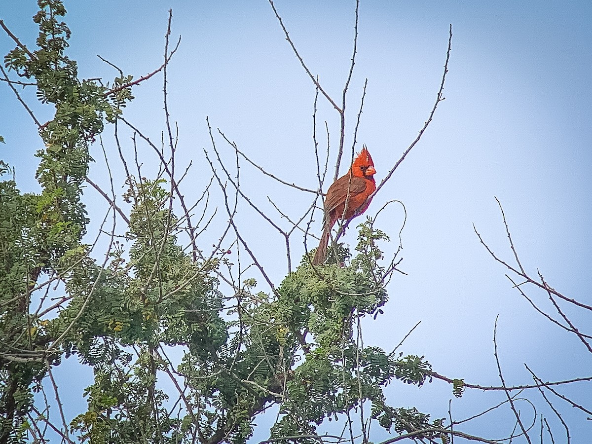 Northern Cardinal - ML544688731