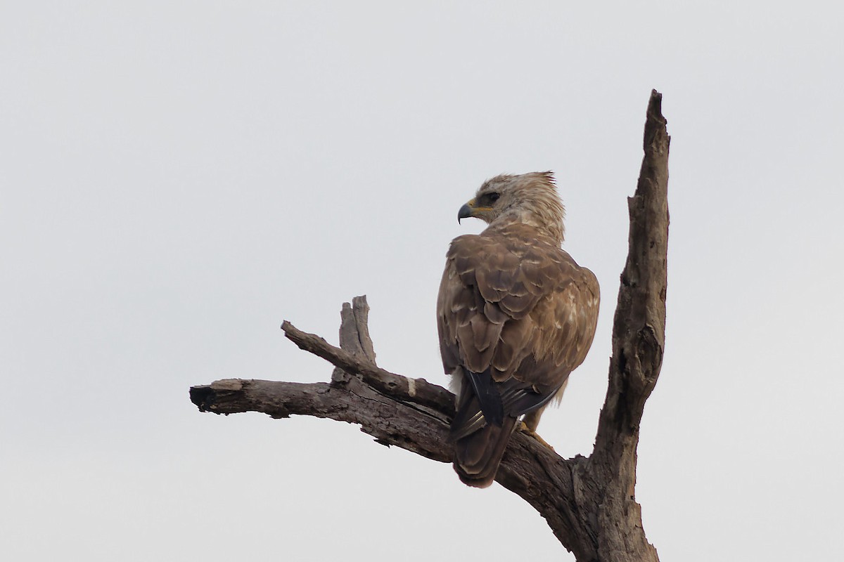 Aigle de Wahlberg - ML544689061