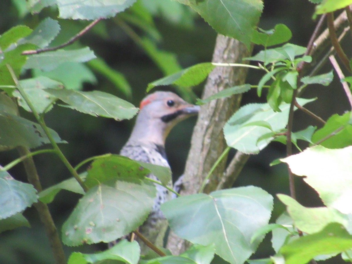 Northern Flicker - ML544689511