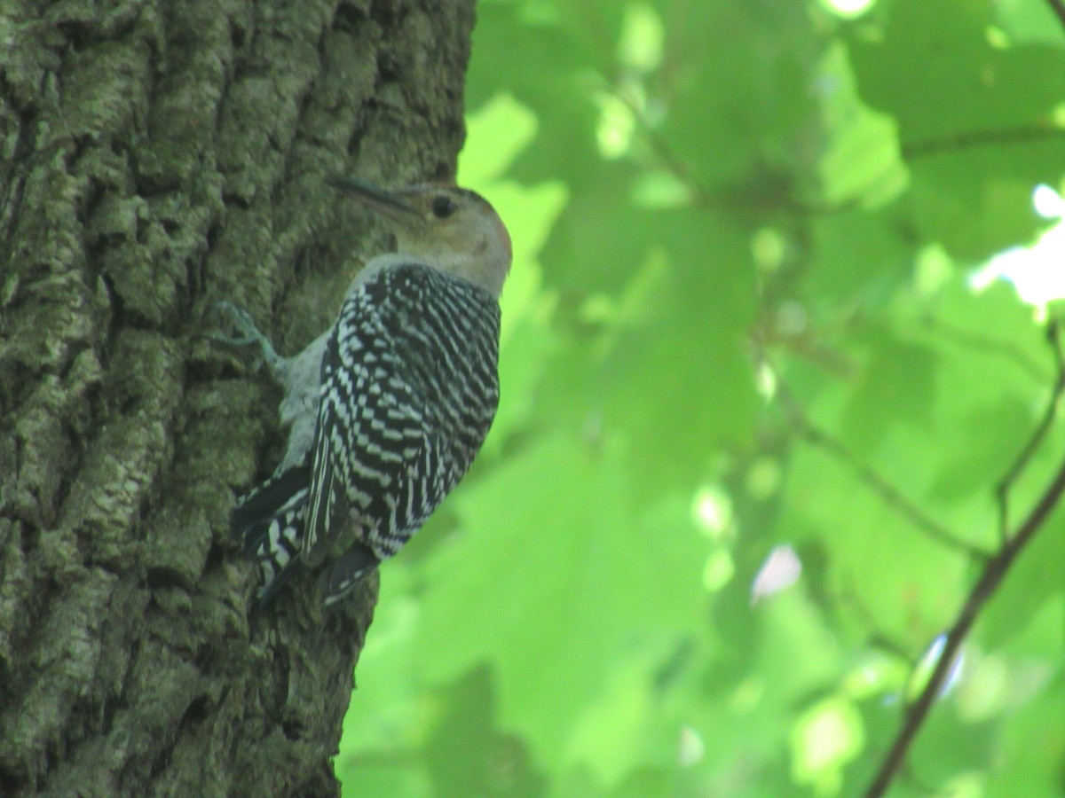 Red-bellied Woodpecker - ML544689531