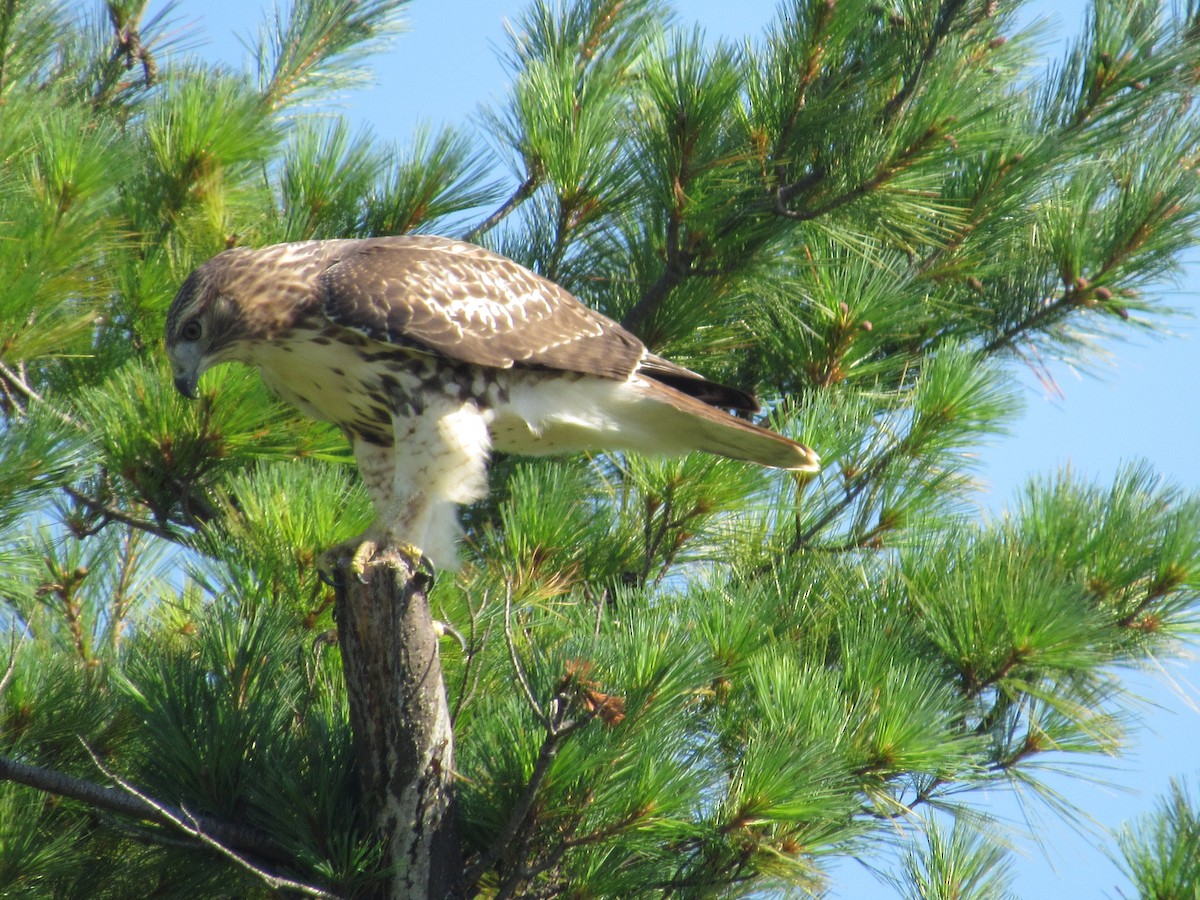 Red-tailed Hawk - ML544689571
