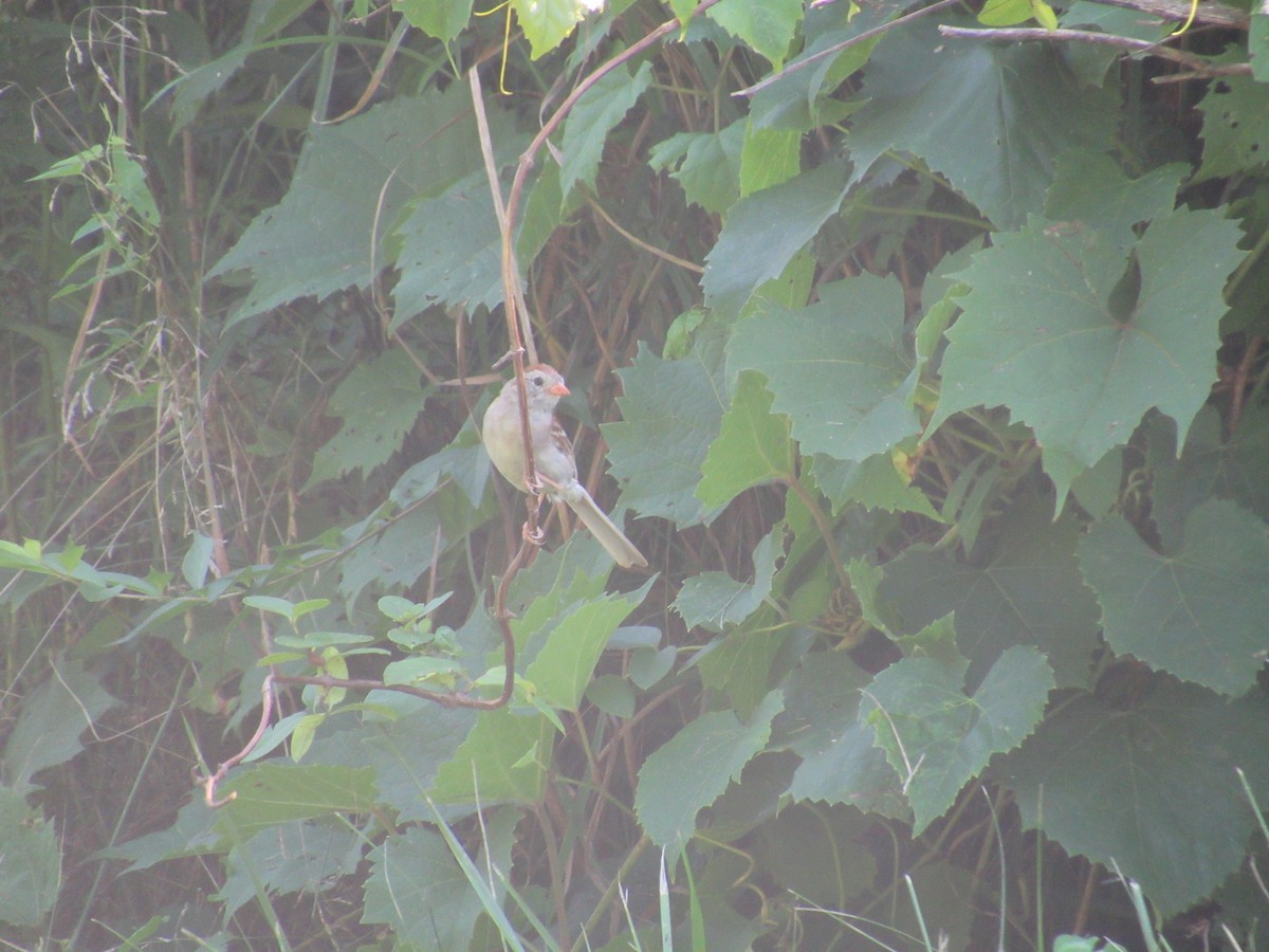 Field Sparrow - ML544689861