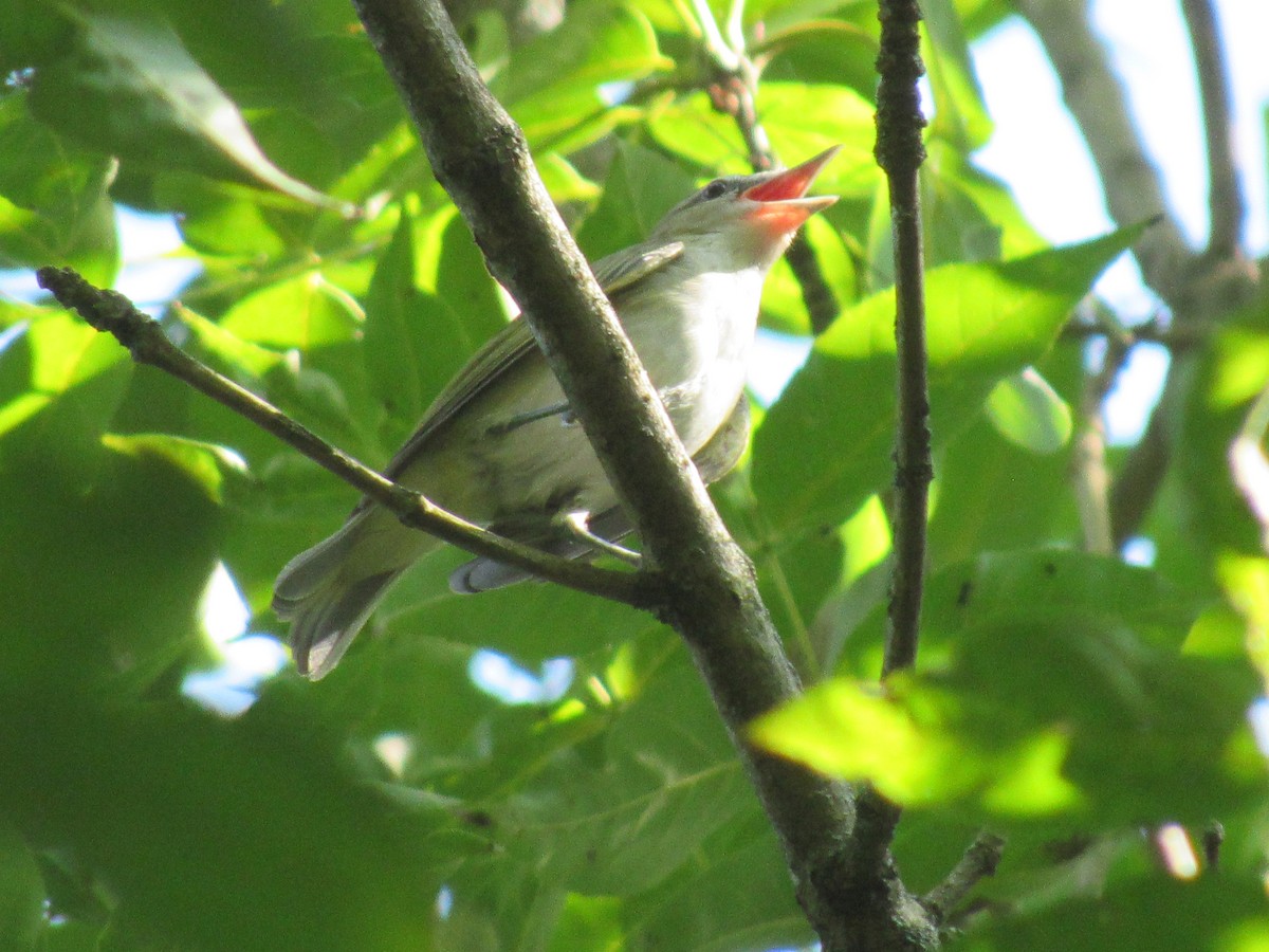 Red-eyed Vireo - ML544690321