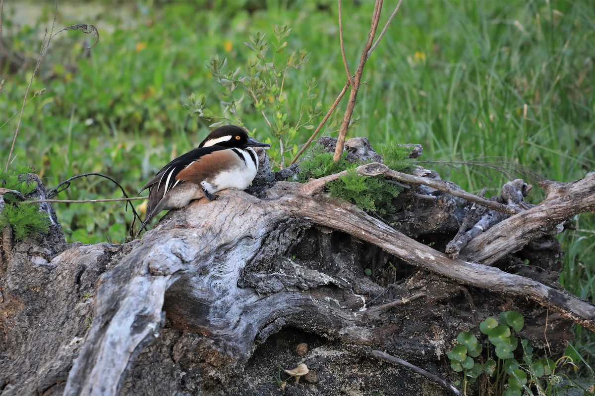 Hooded Merganser - ML544690401