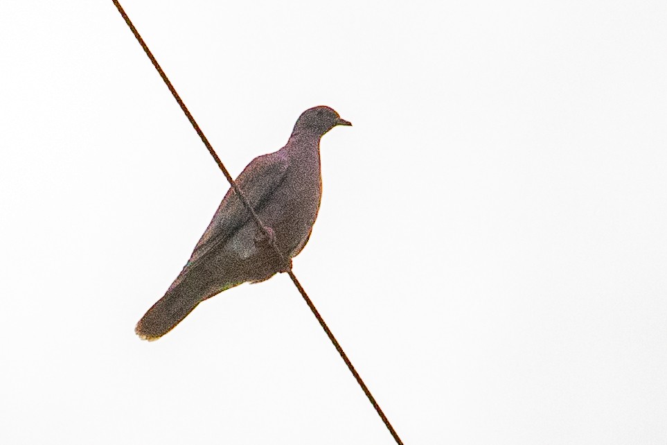 Pale-vented Pigeon - ML544690681