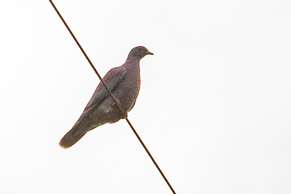 Pigeon rousset - ML544690681