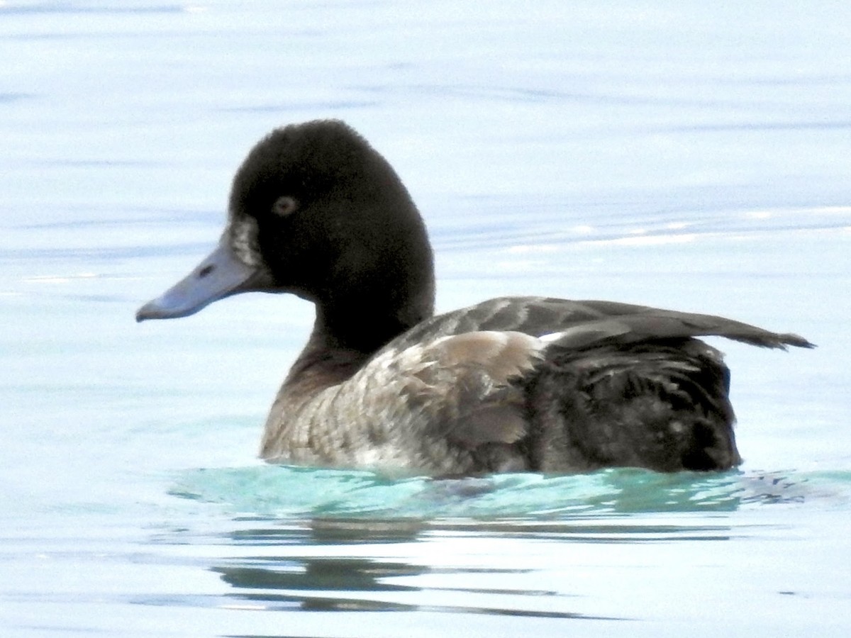 Lesser Scaup - ML544690941