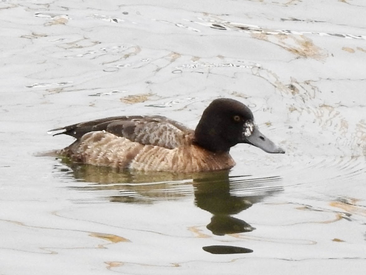 Lesser Scaup - ML544690951