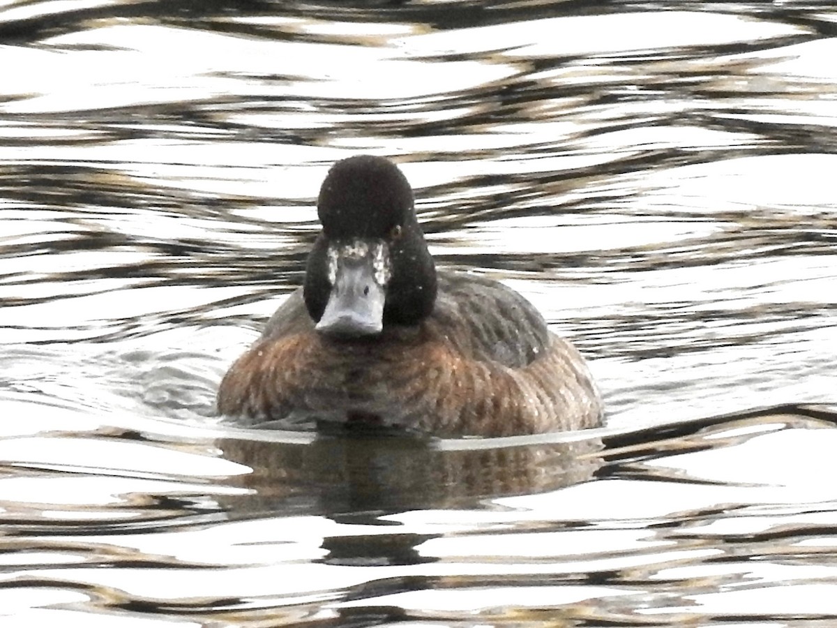 Lesser Scaup - ML544690961