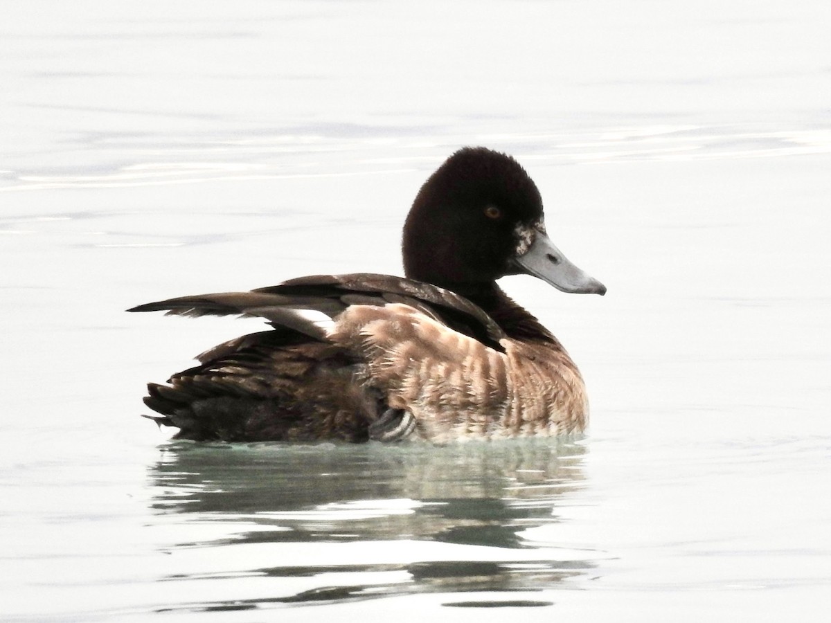 Lesser Scaup - ML544690971